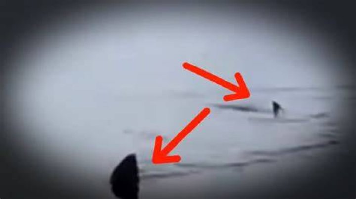 5 Megalodon Caught on Camera & Spotted In Real Life! ) Megalodon