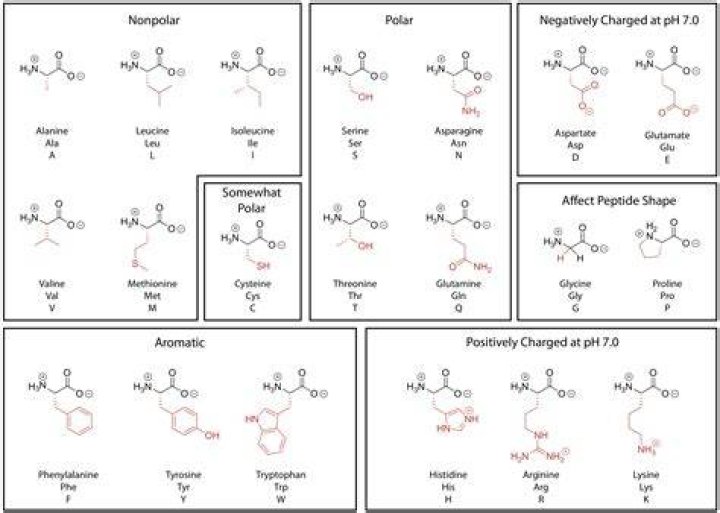 Amino Acid Polarity Chart