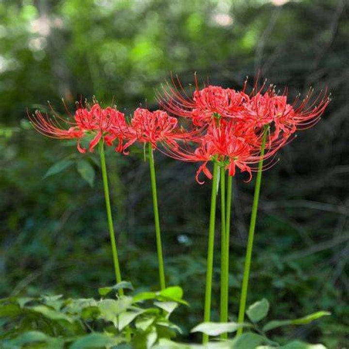 Beautiful Spider Lily Plants For Sale Online Lycoris (Fragrant