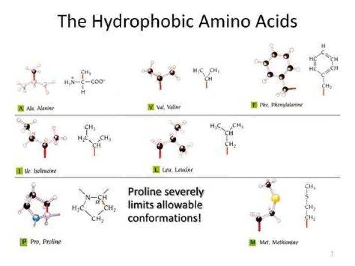 Do hydrophobic amino acids hydrogen bond publishingnaxre