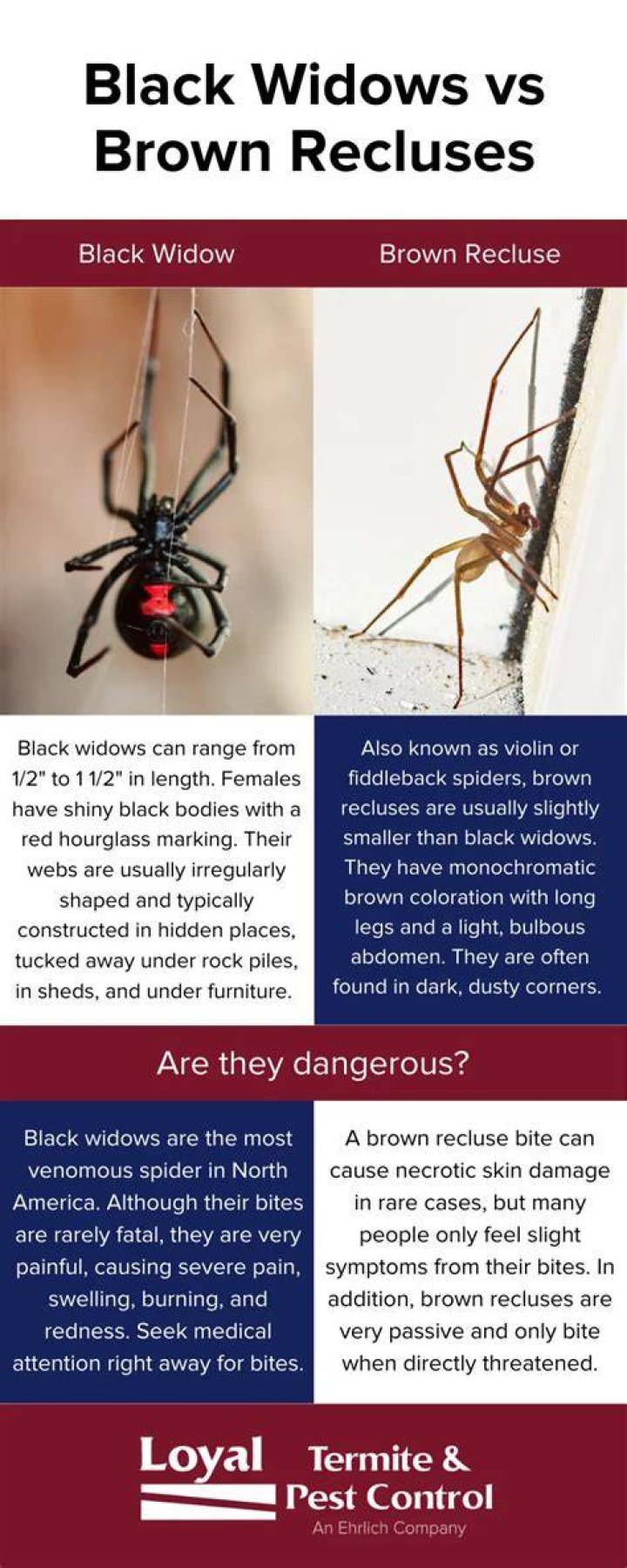 Do Spiders take fall damage in Minecraft? [Explained]