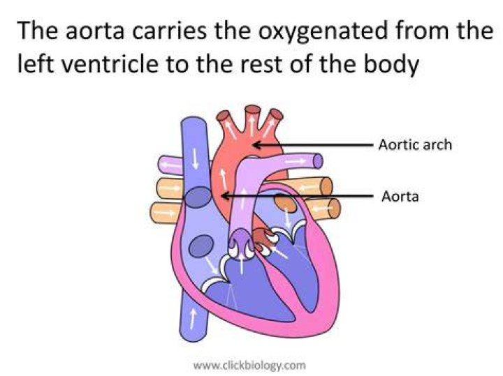 Does The Aorta Carry Oxygenated Blood Steve Gallik