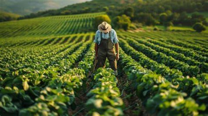 Farmer's Dog Sniffs Out New Opportunity With Super Bowl Commercial