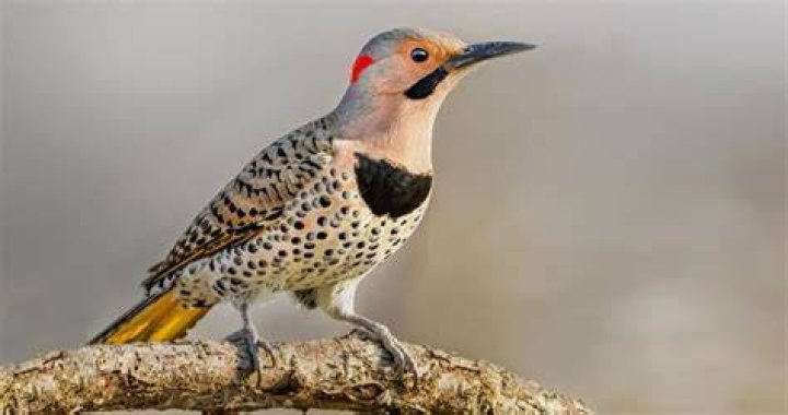 Flicker Looking For a Treat Kristine Zimmerman Flickr