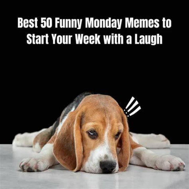 Funny Pictures About Monday That Help Get You Through Monday Snappy