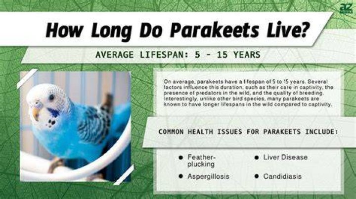 How Long Do Budgies Live? (Budgerigar Lifespan) Birdfact