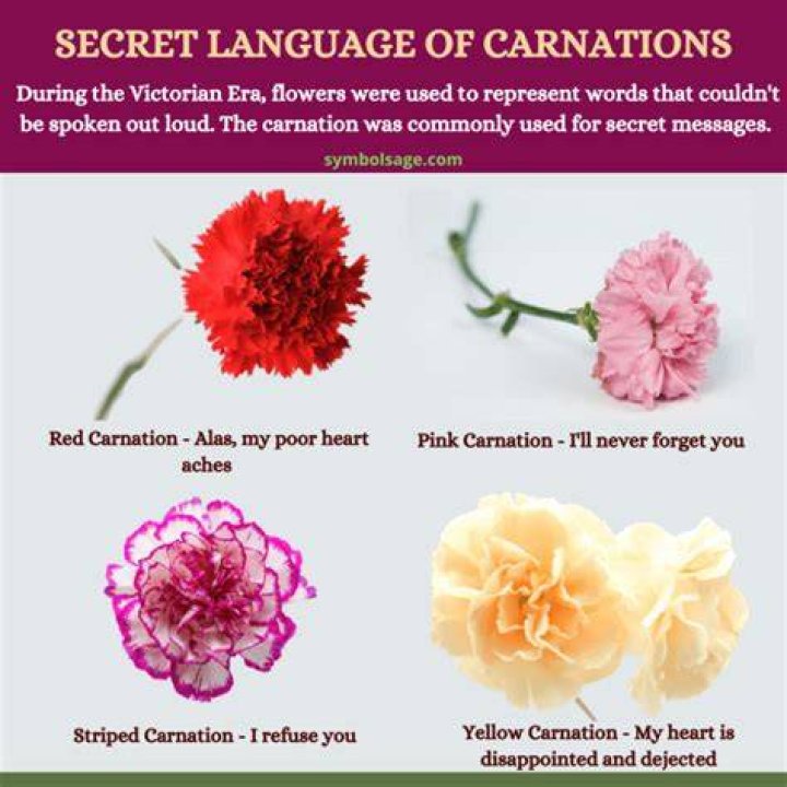 Meaning of the Carnation Flower Symbolism and Significance