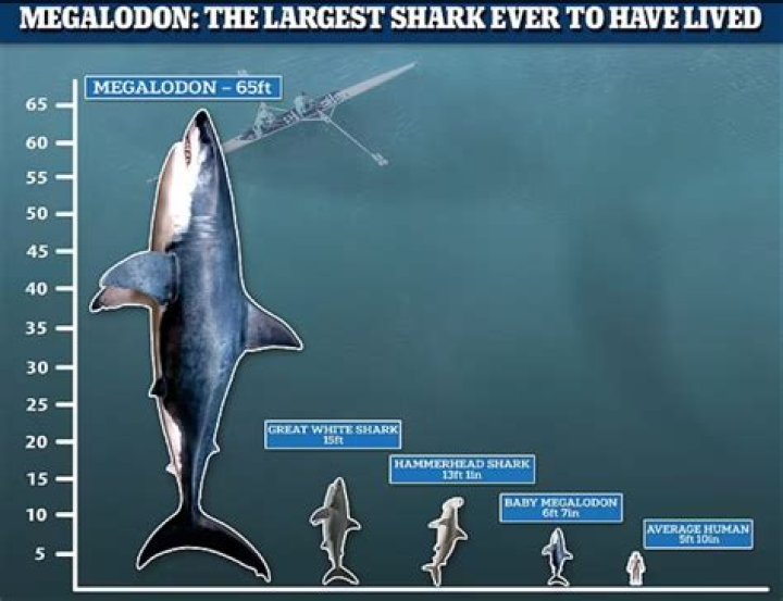 Megalodon'un Ger&ccedil;ekte Nasıl G&ouml;r&uuml;nd&uuml;ğ&uuml;n&uuml; H&acirc;l&acirc; Kimse Bilmiyor (Aksini