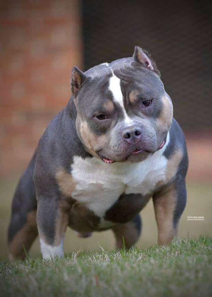 Pin on American Bullies