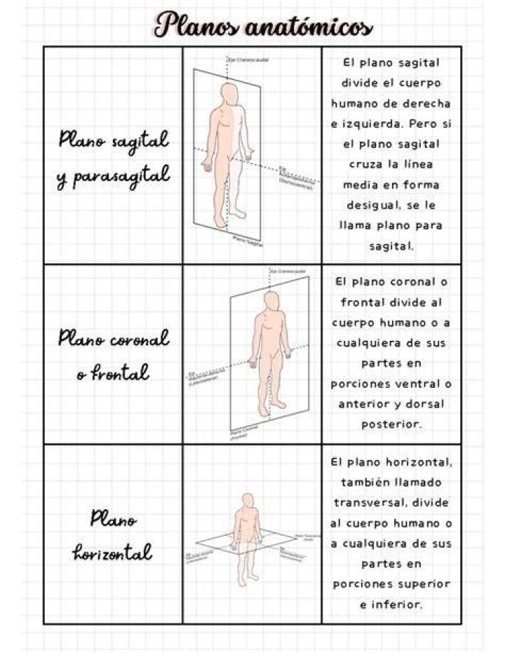 Plano sagital caracter&iacute;sticas, para qu&eacute; sirve, movimientos, ejemplos