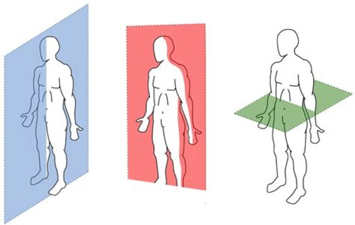 Plano Sagital Explorando a Anatomia Humana Ceen Medicina