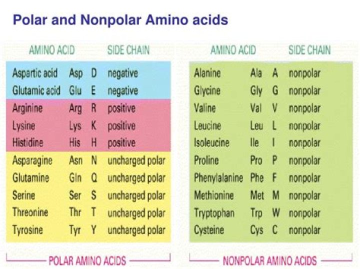 Polar Amino Acids Chart