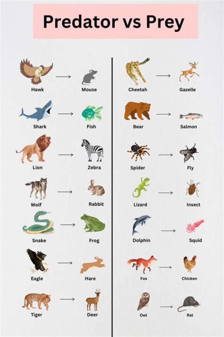 Prey Animals List Characteristics and +30 Examples