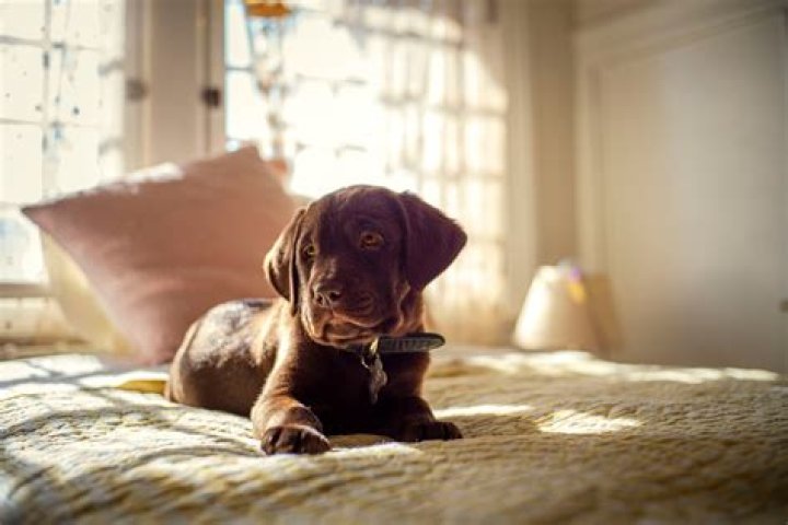 Puppy siblings and a pinch hitter The five canines behind The Farmer's