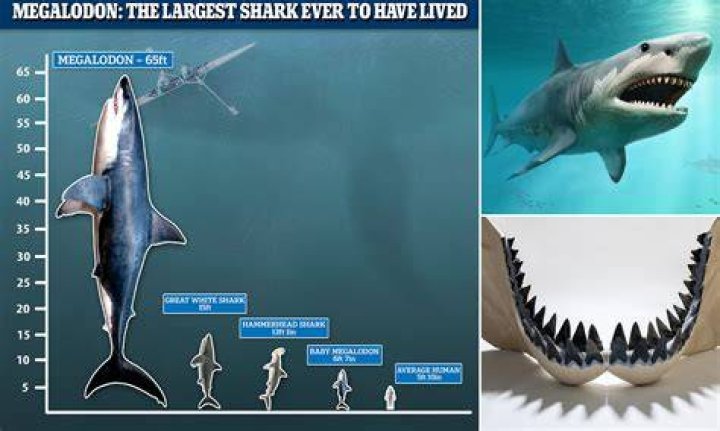 Reimagining the Megalodon, the World's Most Terrifying Sea Creature