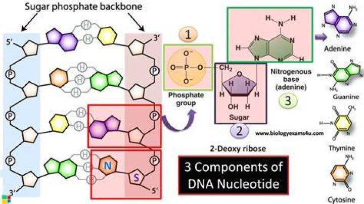 Structure Of Dna Nucleotide Bases