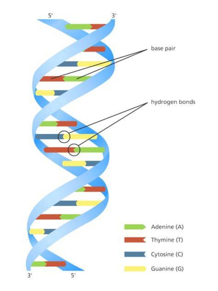 Structure of DNA