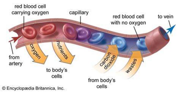 The blood vessel that carries oxygenated blood to the human heart is