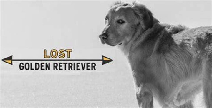 The retriever of the lost rings gets a reward! Emma Watson&rsquo;s heartfelt