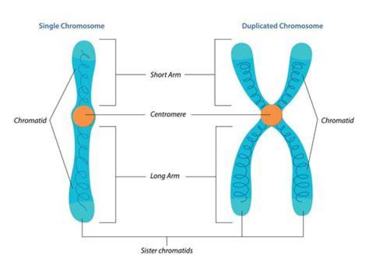 What are Chromosomes?