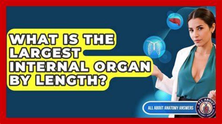 What is the largest internal organ of the Human body?