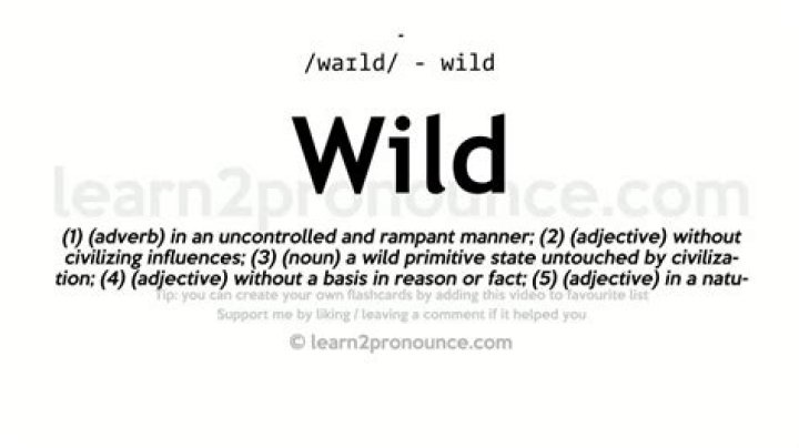 Wild pronunciation and definition YouTube