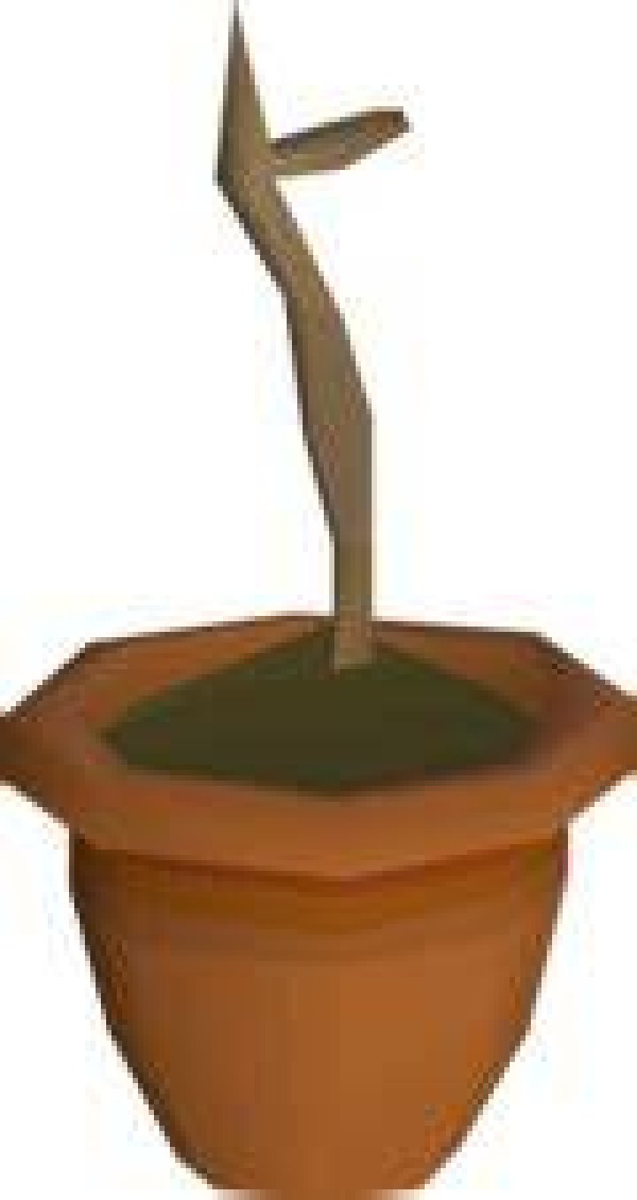 Willow sapling OSRS Wiki